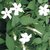 Plantzoin Common jasmine Chameli Jasminum officinale Jaai Live Plant