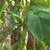 Plantzoin Long pepper Gaja pippali Scindapsus officinalis Gajapipali Live Plant