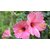 Plantzoin Chinese hibiscus Gurhal Hibiscus rosa-sinensis Mandara (Pink) Live Plant