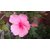 Plantzoin Chinese hibiscus Gurhal Hibiscus rosa-sinensis Mandara (Pink) Live Plant