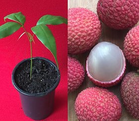 Redwingz Mujaffarpur Sweet Litchi Live Plant(2 to 3 feet), pack of 1