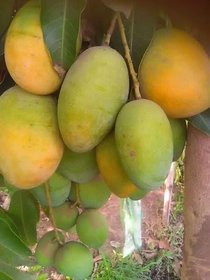Redwingz Exotic All Time thai Mango Plant-(2-3feet)