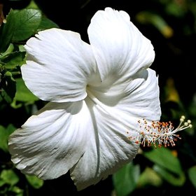Plantzoin Chinese hibiscus Gurhal Hibiscus rosa-sinensis Mandara (White) Live Plant