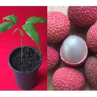 Redwingz Mujaffarpur Sweet Litchi Live Plant(2 to 3 feet), pack of 1