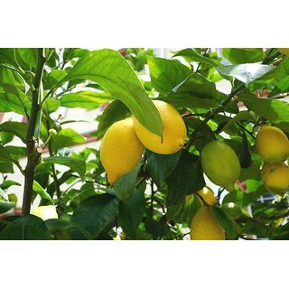                       Plantzoin Lemon Nimbu Citrus limon Lembu Live Plant                                              