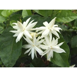                       Plantzoin Arabian jasmine Madan mogra Jasminum sambac Malli Live Plant                                              