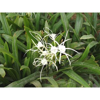                       Plantzoin Spider lily Chindar Hymenocallis littoralis Arisha Live Plant                                              