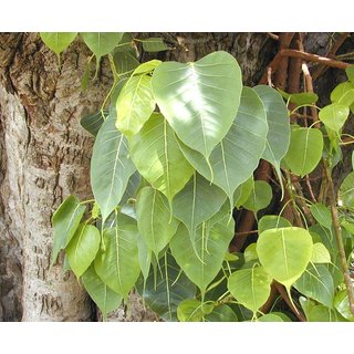                       Plantzoin Holy fig tree Pipal Ficus religiosa Osta Live Plant                                              