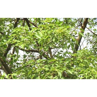                       Plantzoin Hill mango White gugula Commiphora caudata Gugula Live Plant                                              