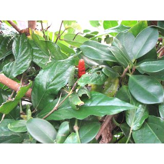                       Plantzoin Java long pepper root Chavya Piper retrofractum Pippali(Red) Live Plant                                              