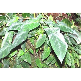                       Plantzoin Arrowhead vine African evergreen Syngonium podophyllum Live Plant                                              