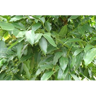                       Plantzoin Indian bay leaf Tejpatta Cinnamomum tamala Teja patra Live Plant                                              