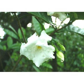                       Plantzoin Crape jasmine Nag kuda Tabernaemontana alternifolia Tarata Live Plant                                              