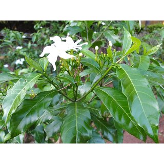                       Plantzoin Crape jasmine Chandni Tabernaemontana divaricate Tagara Live Plant                                              