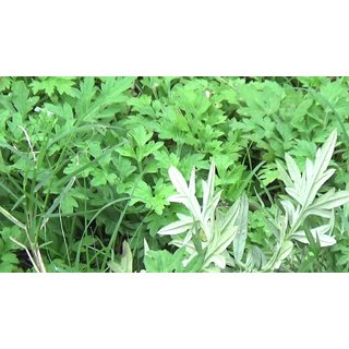                       Plantzoin Indian wormwood Majtari Artemisia indica Dayana Live Plant                                              