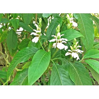                       Plantzoin Malabar nut Pramadya Adhatoda vasica Basanga Live Plant                                              