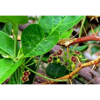                       Plantzoin Indian ipecac Antamul Vincetoxicum indicum Antamula Live Plant                                              