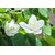 Plantzoin Dwarf white orchid Safed kachnar Bauhinia acuminate Kanchan Live Plant