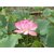 Plantzoin Lotus Kamal Nelumbo nucifera Padma Live Plant