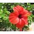 Plantzoin Chinese hibiscus Gurhal Hibiscus rosa-sinensis Mandara (Red) Live Plant