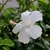 Plantzoin Chinese hibiscus Gurhal Hibiscus rosa-sinensis Mandara (White) Live Plant