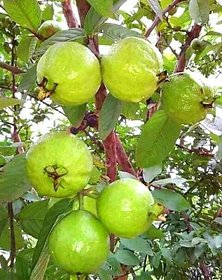 Redwingz Delicious Baruipuri Guava/ Amrood Plant (2-3feet)
