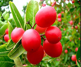 Redwingz Jam Cherry/ Bakery/ Koromcha Fruit Plant-(2-3ft) Grafted