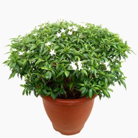 Redwingz Chinese Tagar Plant Mini White Colour-(1 Healthy Plant 1-2ft)