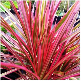 Buy Dracaena Marginata Colorama - Tri-color Dragon Tree Houseplant ...