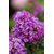 Purple Lagerstroemia/purush flower/lagerstroemia speciosa/pride of India /Queen Crape Myrtle flower plant