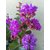 Purple Lagerstroemia/purush flower/lagerstroemia speciosa/pride of India /Queen Crape Myrtle flower plant