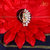 Vighnaharta  Mayur design with AD Stone Alloy Maharashtrian Nath Nathiya./ Nose Pin for women