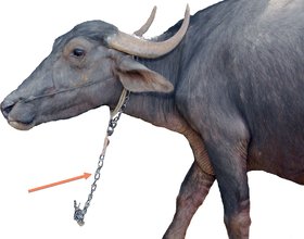 MyRope Chain For Buffalo Or Ox