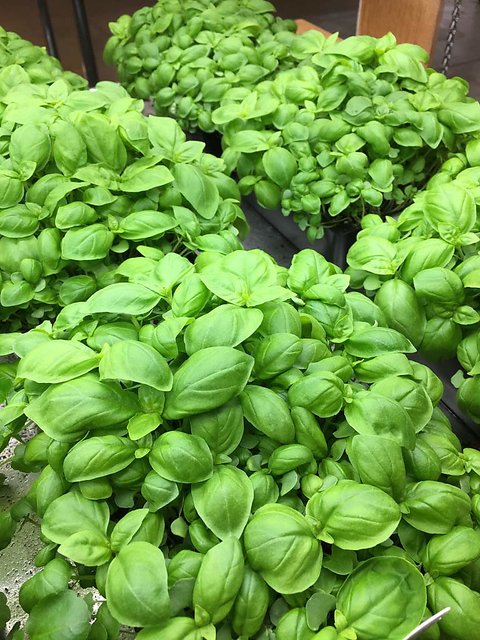 Buy VXI 77 Microgreens Basil Italian broad large leaf Sprout seeds