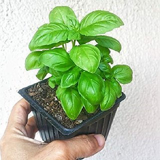 VXI-204-Herb Sweet Basil F1 Hybrid Seeds