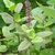 VXI-136-Indian Basil Rama/shyama Tulsi Microgreen Seeds