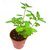 VXI-281-Tulsi Trittavu Ocimum Sanctum Holy Basil Thulasi or Tulsi