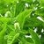 VXI-213-Farmer Rama Tulsi seeds (Holy Basil)