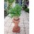 VXI-292-Kapoor Tulsi Trittavu Ocimum Sanctum Holy Basil Thulasi