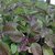 VXI-151-Krishna Tulsi Seeds