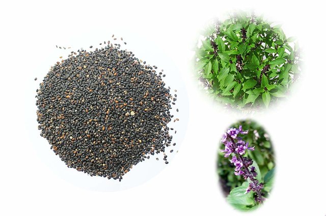 Buy VXI 564 Tulsi Beej Tulsi Bij Basil Seed Ocimum Sanctum