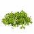 VXI-695-Basil (Lemon Basil) Microgreen Seeds