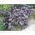 VXI-623-100% Organic Red Basil Seeds