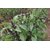 VXI-767-Thai Basil Herb Seeds For Home Gardening Planting