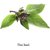 VXI-772-Herb Seeds For Home Gardening Planting Thai Basil