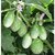 BRINJAL HYBRID SEEDS-25-263