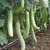 BRINJAL HYBRID SEEDS-25-265