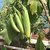 BRINJAL HYBRID SEEDS-100-369