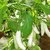 BRINJAL HYBRID SEEDS-25-271