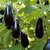 BRINJAL HYBRID SEEDS-75-376